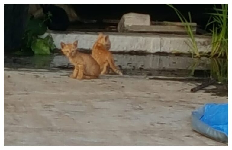 माझा प्रवास… #अवांतर, #मराठीकथा, #मराठीलेखन, #मराठीआवृत्ती, #मराठीसाहित्य, #मराठीलेखक, #मराठीमनोरंजन #मराठीवेबसाइट, #मराठीआर्टिकल, #मराठीस्टोरी, #पिदू, #दनू