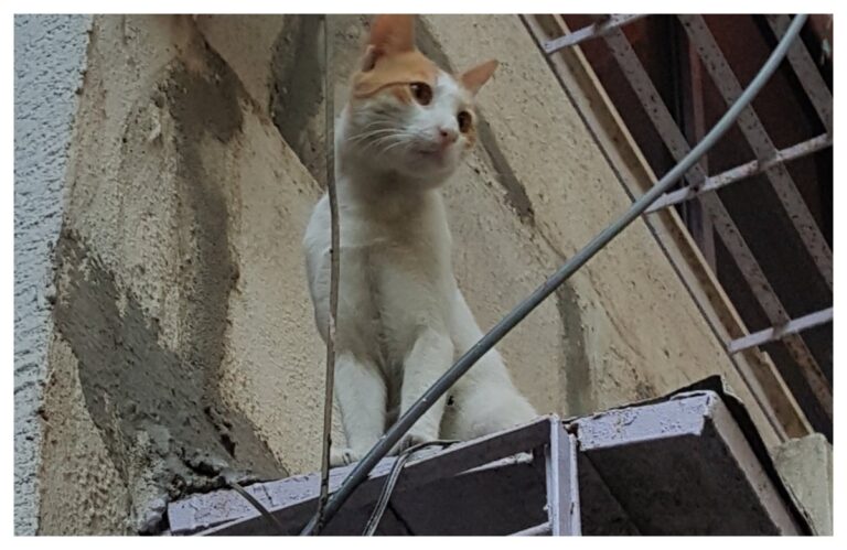 बंगलोरला जायचे… पण कसे? अवांतर, मराठीकथा, मराठीलेखन, मराठीआवृत्ती, मराठीसाहित्य, मराठीलेखक, मराठीमनोरंजन, मराठीवेबसाइट, मराठीआर्टिकल, मराठीस्टोरी, पाळीवप्राणी, मांजरी, दनू, डिगर, डंपर