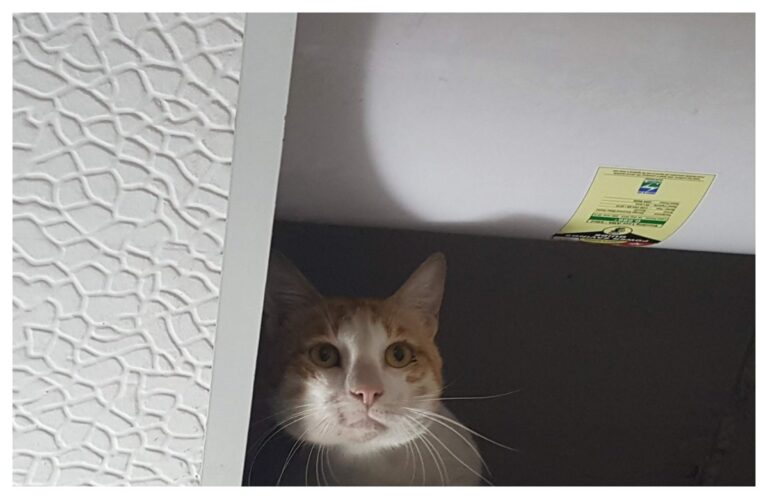 अवांतर, मराठीकथा, मराठीलेखन, मराठीआवृत्ती, मराठीसाहित्य, मराठीलेखक, मराठीमनोरंजन, मराठीवेबसाइट, मराठीआर्टिकल, मराठीस्टोरी, मांजर, बोका, डंपर, डिगर, दनू, पिदू