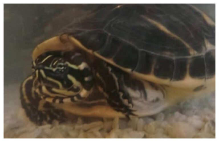 अवांतर, मराठीकथा, मराठीलेखन, मराठीआवृत्ती, मराठीसाहित्य, मराठीलेखक, मराठीमनोरंजन, मराठीवेबसाइट, मराठीआर्टिकल, मराठीस्टोरी, रीगल, रँबो, मंदार_पाटील, टेरापिन