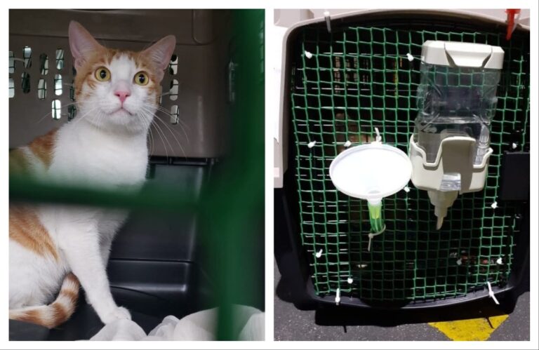 अवांतर, मराठीकथा, मराठीलेखन, मराठीआवृत्ती, मराठीसाहित्य, मराठीलेखक, मराठीमनोरंजन, मराठीवेबसाइट, मराठीआर्टिकल, मराठीस्टोरी, मांजर, बोका, डंपर, डिगर, दनू, पिदू