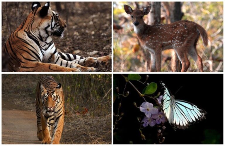 ताडोबा आणि वाघोबा… अवांतर, मराठीसाहित्य, मराठीआर्टिकल, ताडोबा, जंगलसफारी, व्याघ्रदर्शन, गवादर्शन, हरणांचा कळप, निसर्ग, Tadoba, jungle safari, tiger sighting, deer herd, nature, Gaur