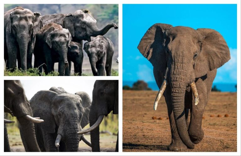 अवांतर, मराठीआर्टिकल, मराठीलेख, मराठीसाहित्य, मराठीकथा, मी मराठी, अभिजात मराठी, हत्तींचा कळप, शीघ्रकोपी हत्ती, हत्ती माणसाळवणे, माणसाळलेले हत्ती, कोपीष्ट हत्ती, हत्ती माहूत, माहूतांचे बळी,