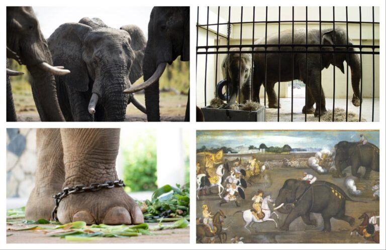 अवांतर, मराठीआर्टिकल, मराठीलेख, मराठीसाहित्य, मराठीकथा, मी मराठी, अभिजात मराठी, हत्तींचा कळप, हत्ती पकडणे, हत्ती पकडण्याची कला, युद्धातील हत्ती, सैन्यातील हत्तीदळ, बहुउपयोगी हत्ती, दुर्गाबाईंचा लेख, दुर्गाबाई हत्तींचा अभ्यास,