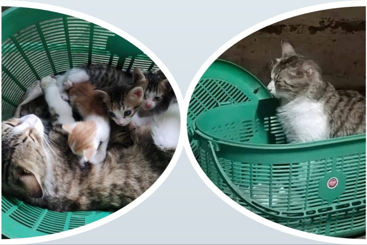 अवांतर, मराठीकथा, मराठीसाहित्य, मराठीलेखक, मराठीआर्टिकल, मराठीस्टोरी, परोपकार, मांजर, मांजरीची पिल्लं, वात्सल्य, प्रेम, भूतदया, cat, kittens, affection, love, benevolence