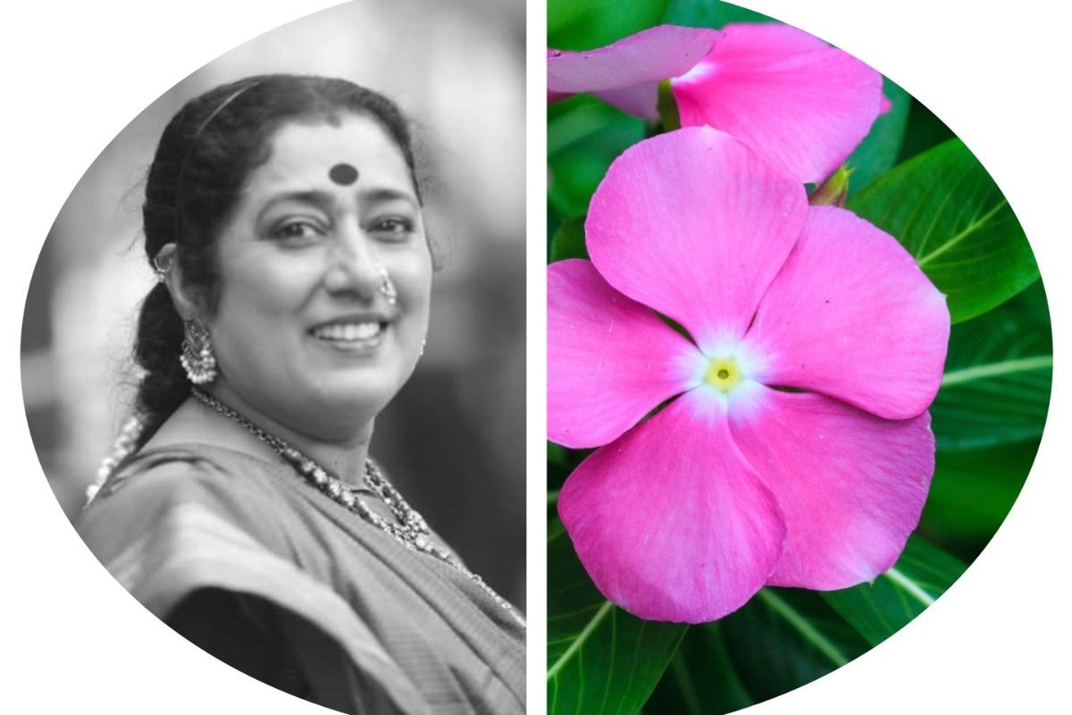 सदाफुली, बालपण, आजीआजोबा, periwinkle, Harsha,