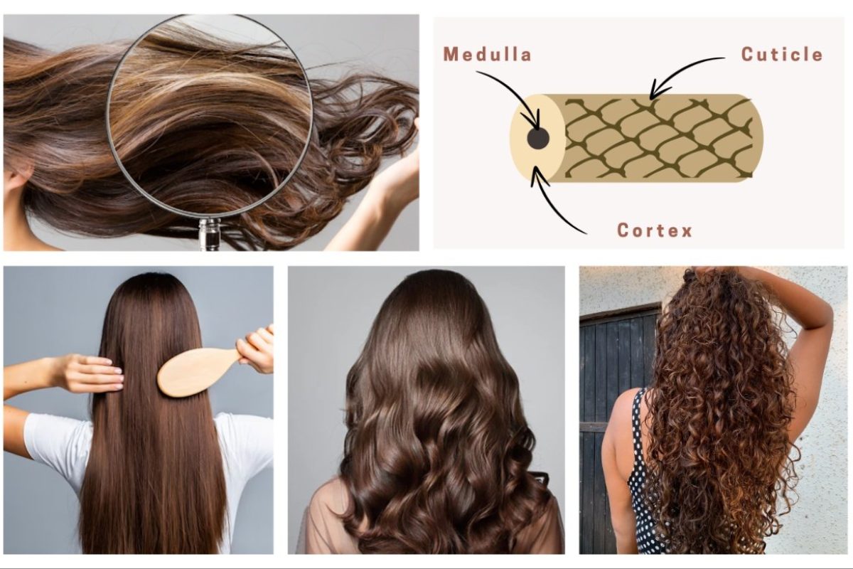 अवांतर, मराठीआर्टिकल, त्वचा, केसांची निगा, हेअर केअर, सौंदर्य, केसांची रचना, त्रिस्तरीय केस, केसांचे स्तर, केसांचे प्रकार