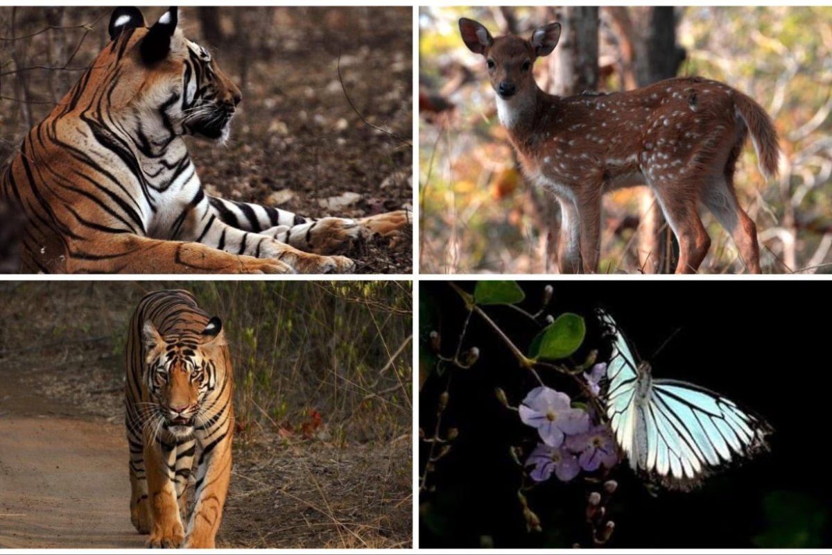 अवांतर, मराठीसाहित्य, मराठीआर्टिकल, ताडोबा, जंगलसफारी, व्याघ्रदर्शन, गवादर्शन, हरणांचा कळप, निसर्ग, Tadoba, jungle safari, tiger sighting, deer herd, nature, Gaur