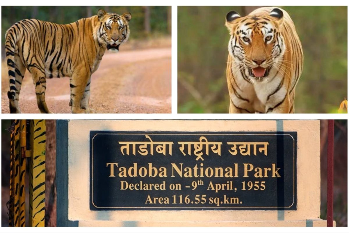 अवांतर, मराठीसाहित्य, मराठीआर्टिकल, ताडोबा, जंगलसफारी, व्याघ्रदर्शन, गवादर्शन, हरणांचा कळप, निसर्ग, जय वाघ, माया वाघीण