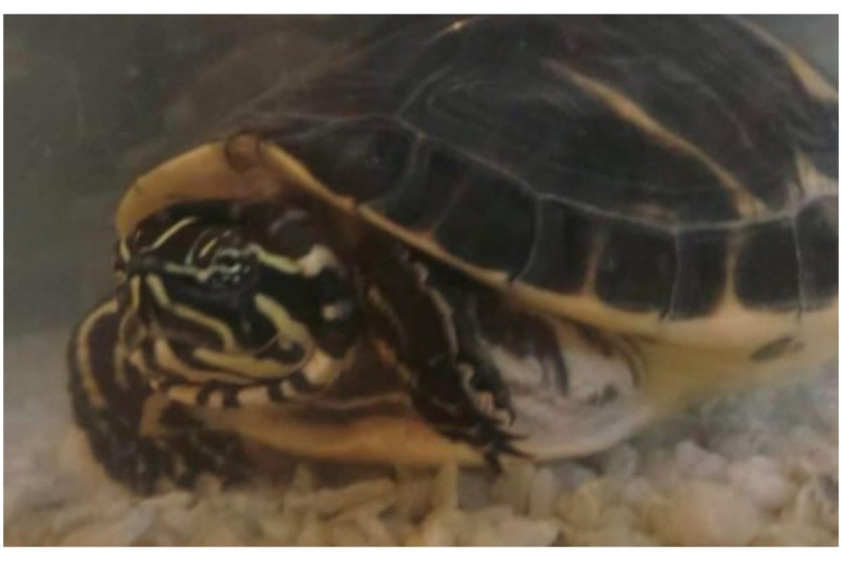 अवांतर, मराठीकथा, मराठीलेखन, मराठीआवृत्ती, मराठीसाहित्य, मराठीलेखक, मराठीमनोरंजन, मराठीवेबसाइट, मराठीआर्टिकल, मराठीस्टोरी, रीगल, रँबो, मंदार_पाटील, टेरापिन