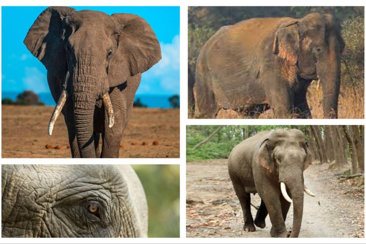 अवांतर, मराठीआर्टिकल, मराठीलेख, हत्ती, युद्धातील हत्ती, चित्रपटातील प्राणी, हत्तीचा मृत्यू, हत्तीचे स्मशान,